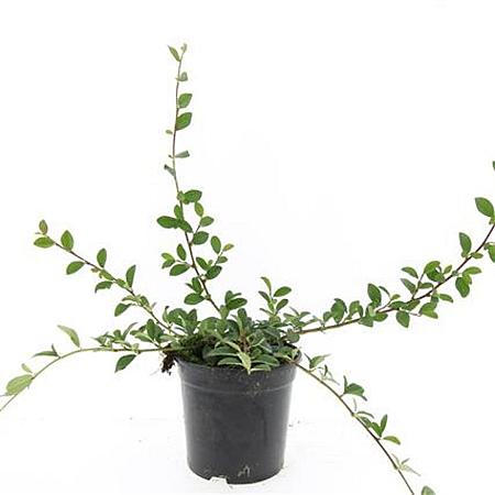 Cotoneaster dammeri Pot 1,5 liter