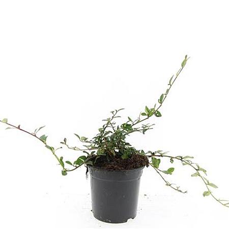 Cotoneaster dammeri Pot 1,5 liter