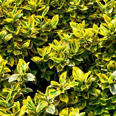 Euonymus fort. 'Emerald 'n' Gold' Pot 2 Liter