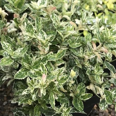 Euonymus fort. 'Harlequin' Pot 2 Liter