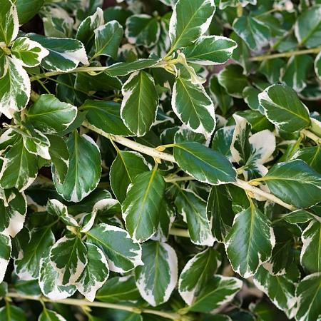Euonymus jap. 'Kathy' Pot 2 Liter