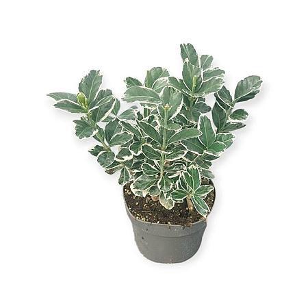 Euonymus jap. 'Kathy' Pot 2 Liter