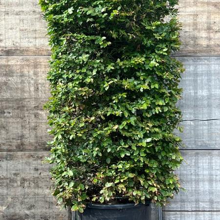 Fagus sylvatica Pot 350 Liter 250 - 300 cm kubus