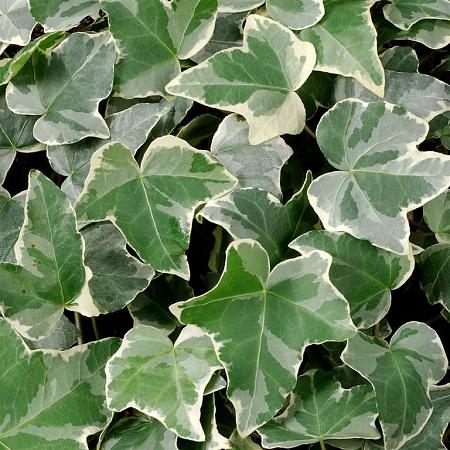 Hedera hel. 'Glacier' Pot 2 Liter