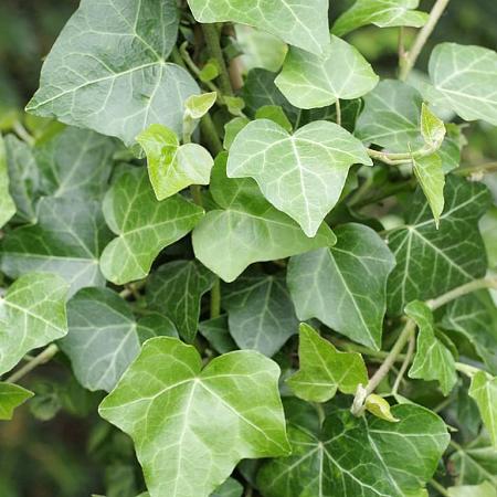 Hedera hel. 'Plattensee' Pot 2 Liter