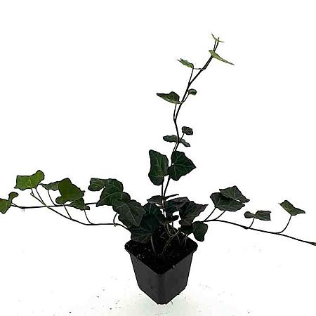 Hedera hibernica Pot 9 cm
