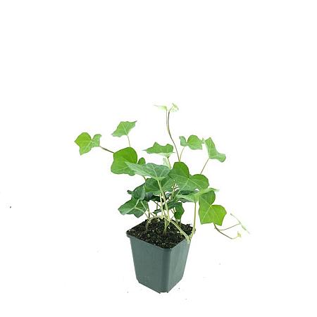 Hedera hibernica Pot 9 cm