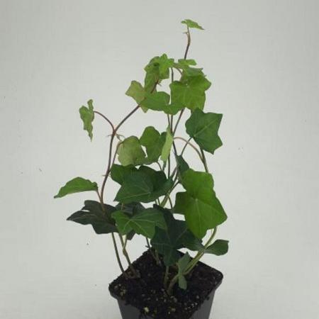 Hedera hibernica Pot 9 cm