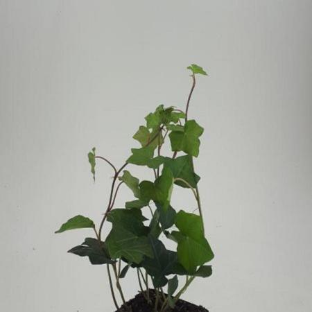 Hedera hibernica Pot 9 cm