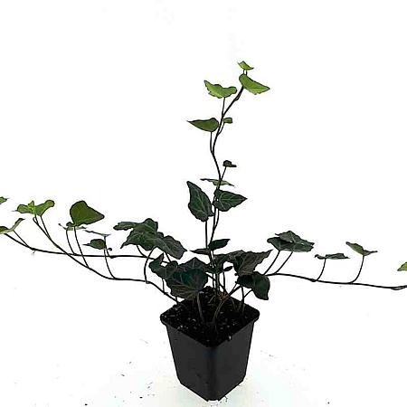 Hedera hibernica Pot 9 cm