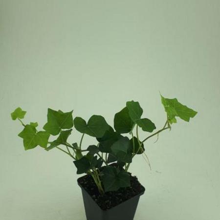 Hedera hibernica Pot 9 cm