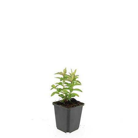 Hypericum calycinum Pot 9 cm