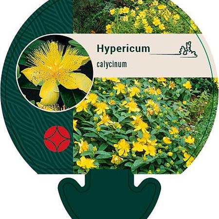 Hypericum calycinum Pot 9 cm