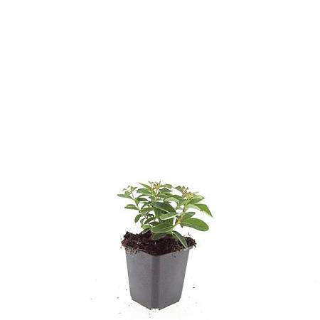 Hypericum calycinum Pot 9 cm