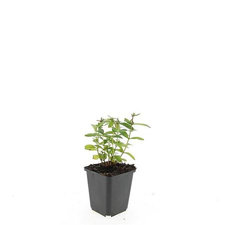 Hypericum calycinum Pot 9 cm