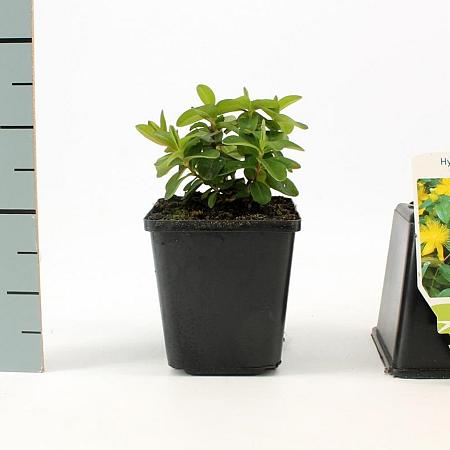 Hypericum calycinum Pot 9 cm