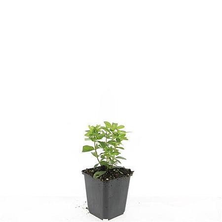 Hypericum calycinum Pot 9 cm