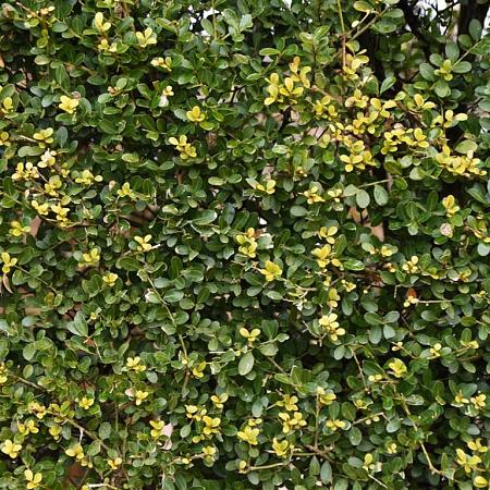 Ilex crenata 'Glory Gem' Pot 18 liter Halfstam