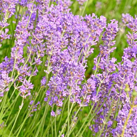 Lavandula ang. 'Hidcote' Pot 5 Liter 