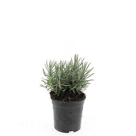 Lavandula ang. 'Munstead' Pot 1,5 liter
