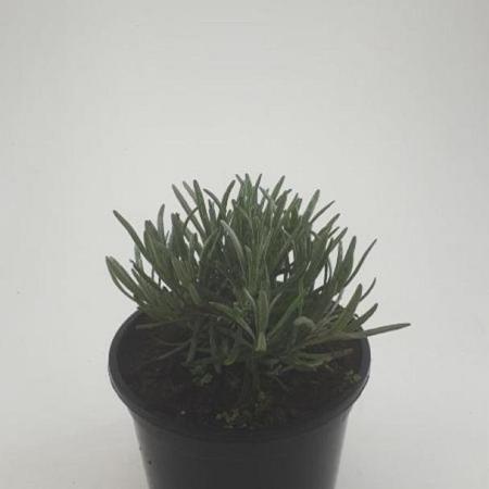 Lavandula ang. 'Munstead' Pot 1,5 liter
