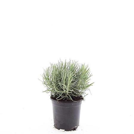 Lavandula ang. 'Munstead' Pot 1,5 liter