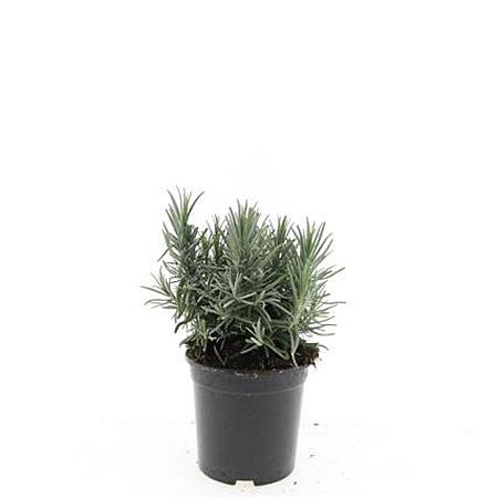 Lavandula ang. 'Munstead' Pot 1,5 liter