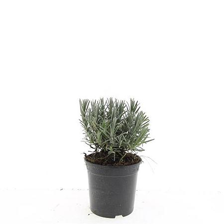 Lavandula ang. 'Munstead' Pot 1,5 liter
