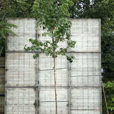 Liquidambar styraciflua Hoogstam (Stamomtrek 8-10 cm)