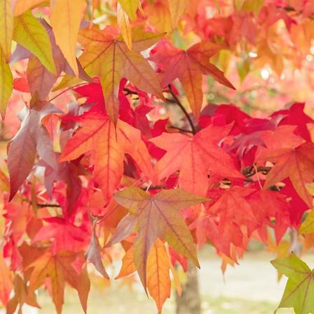 Liquidambar styraciflua Hoogstam (Stamomtrek 8-10 cm)