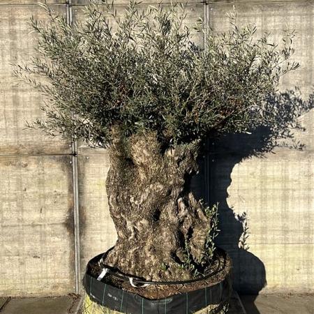 Olea europaea Pot 350 Liter Bonsai