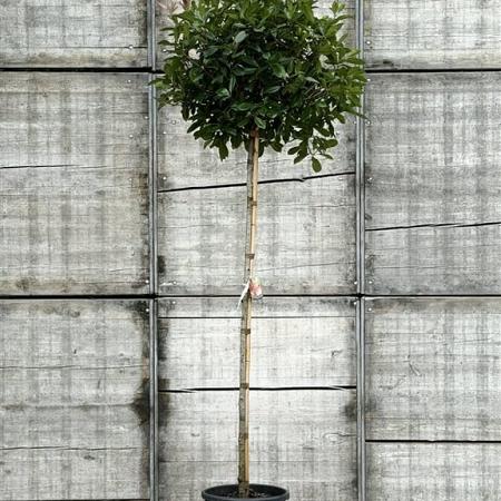 Photinia fraseri 'Red Robin' Hoogstam (Stamomtrek 8-10 cm)