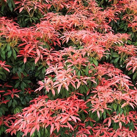Pieris jap. 'Mountain Fire' Pot 2 Liter