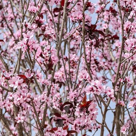 Prunus cer. 'Pissardii' Hoogstam (Stamomtrek 12-14 cm)