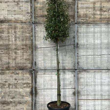 Quercus ilex Hoogstam (Stamomtrek 16-18 cm)