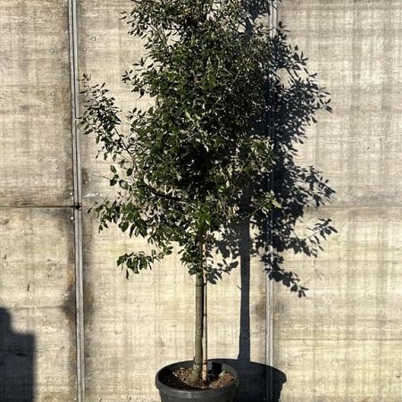 Quercus ilex Pot 45 Liter Halfstam (Stamomtrek 12-14 cm)