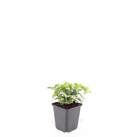 Cornus canadensis Pot 9 cm