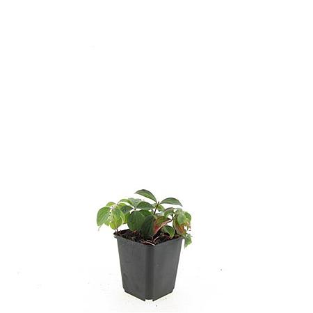 Cornus canadensis Pot 9 cm
