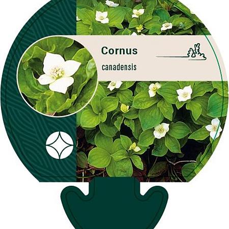 Cornus canadensis Pot 9 cm