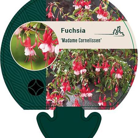 Fuchsia 'Madame Cornelissen' Pot 9 cm