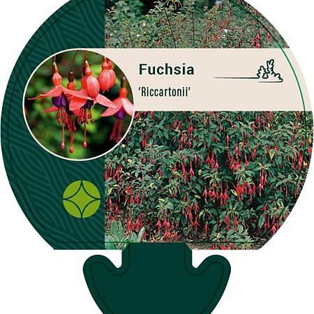 Fuchsia 'Riccartonii' Pot 9 cm