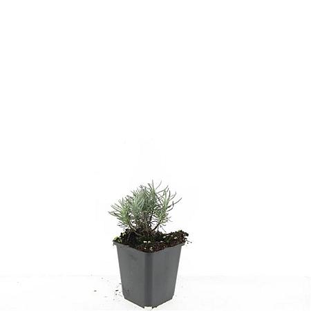 Lavandula ang. 'Dwarf Blue' Pot 9 cm
