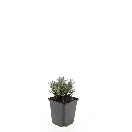 Lavandula ang. 'Dwarf Blue' Pot 9 cm