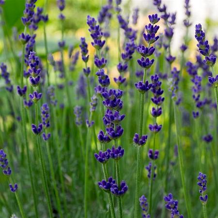Lavandula ang. 'Dwarf Blue' Pot 9 cm