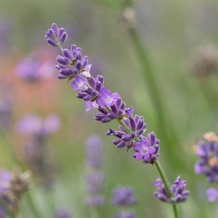 Lavandula ang. 'Hidcote' Pot 9 cm