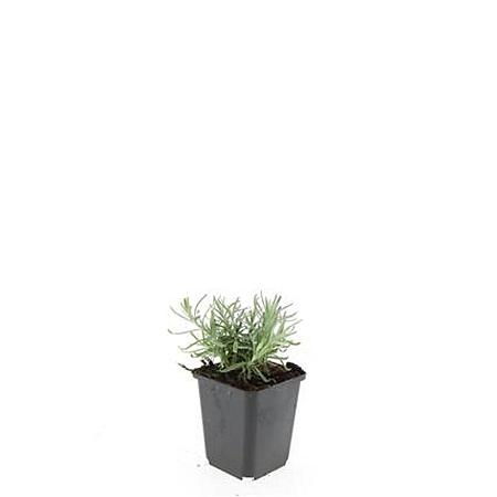 Lavandula ang. 'Munstead' Pot 9 cm