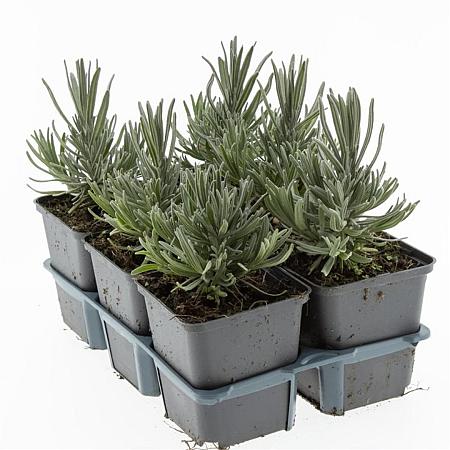 Lavandula ang. 'Munstead' Pot 9 cm
