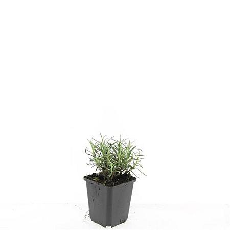 Lavandula ang. 'Munstead' Pot 9 cm