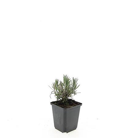 Lavandula ang. 'Munstead' Pot 9 cm