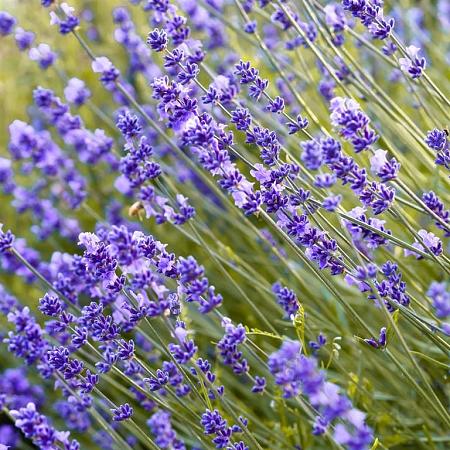 Lavandula ang. 'Munstead' Pot 9 cm